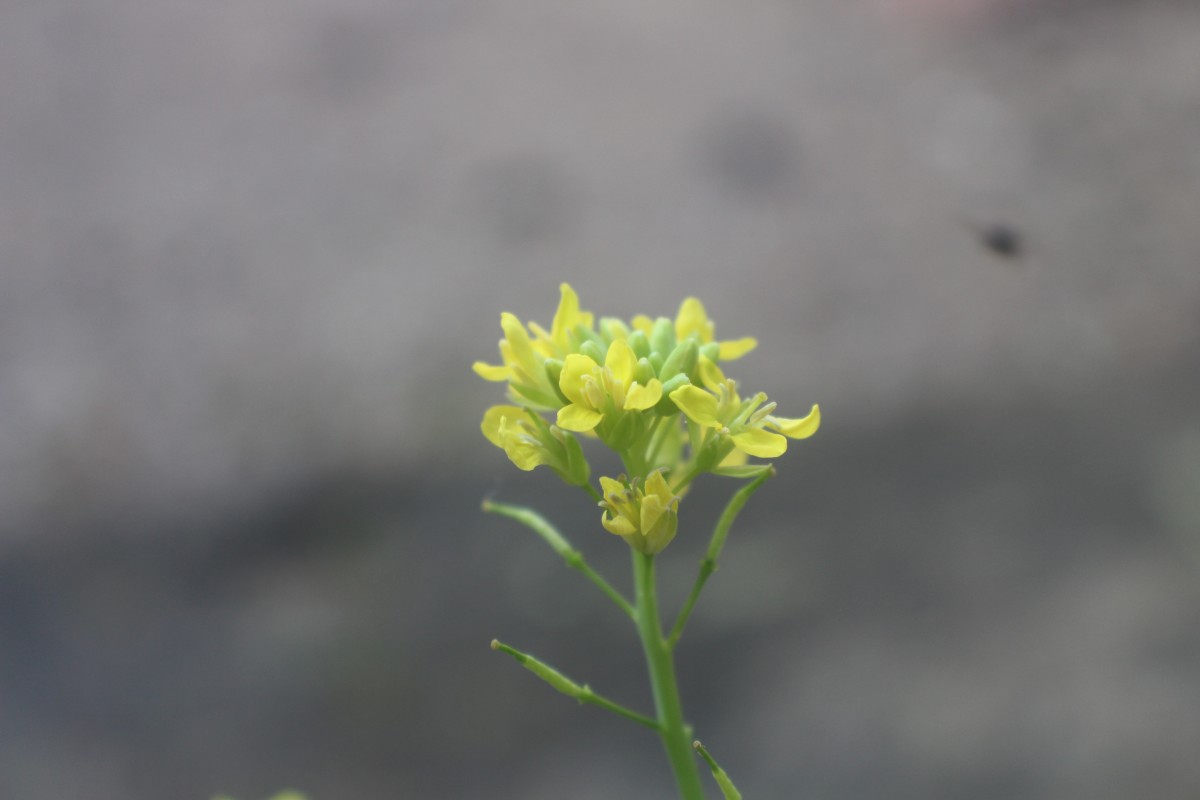 Brassica juncea (L.) Czern.